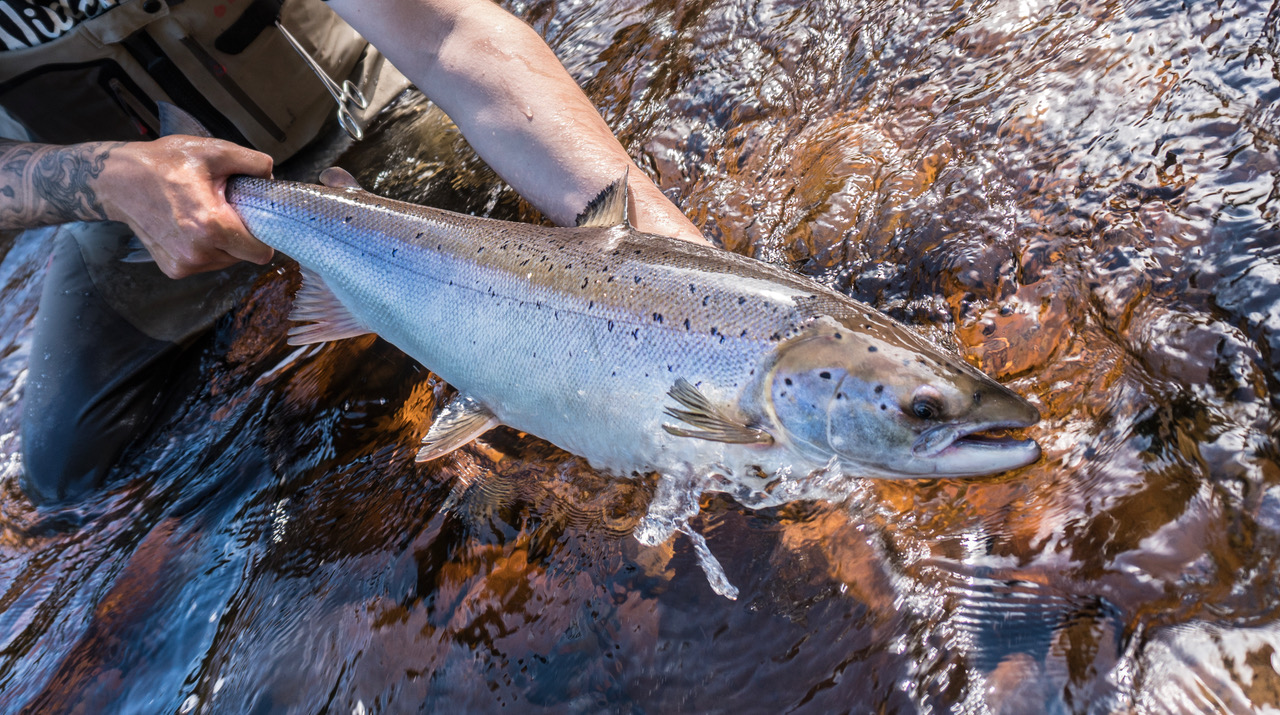 Le budget Leitão est aussi généreux envers les pêcheurs de saumon