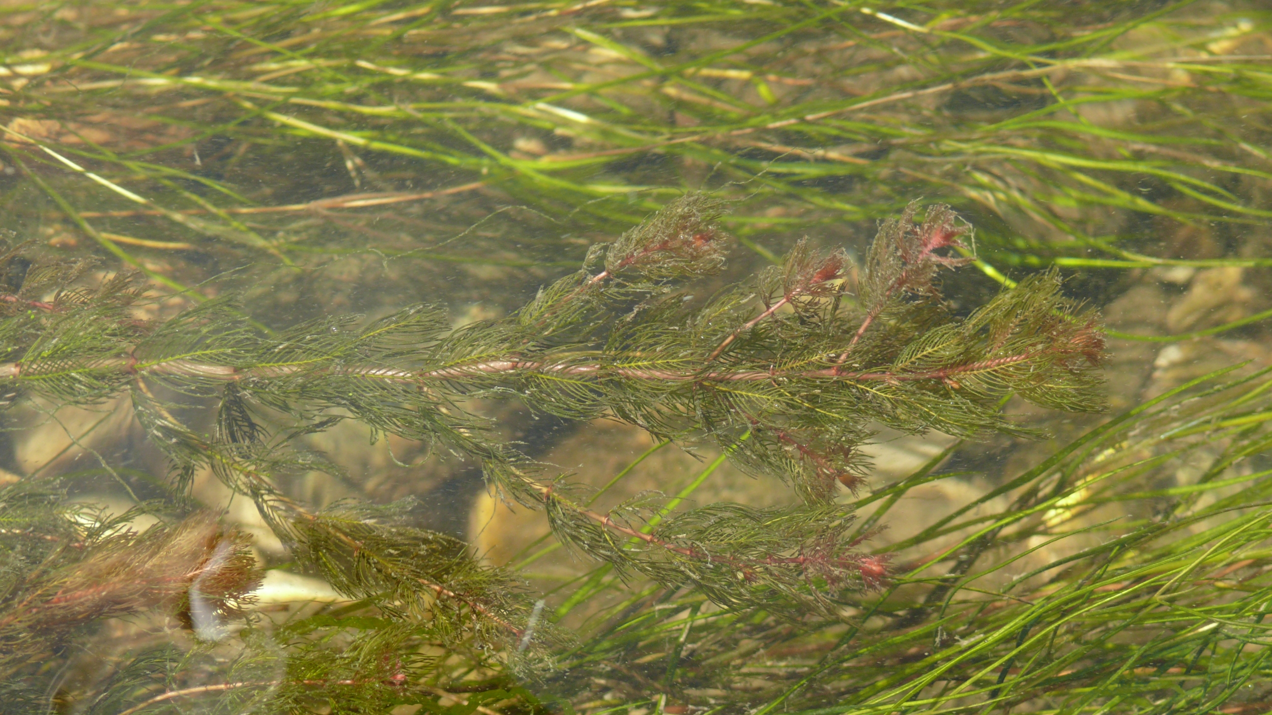 Prolifération inquiétante du myriophylle en épi au Nouveau-Brunswick