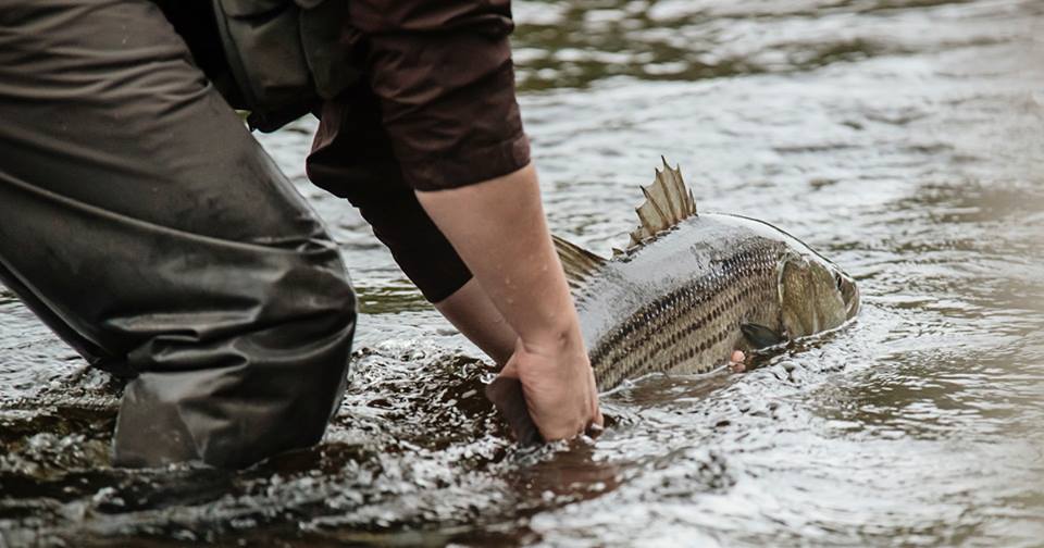 Pourquoi ne peut-on pas pêcher le bar rayé dans la rivière Saguenay?