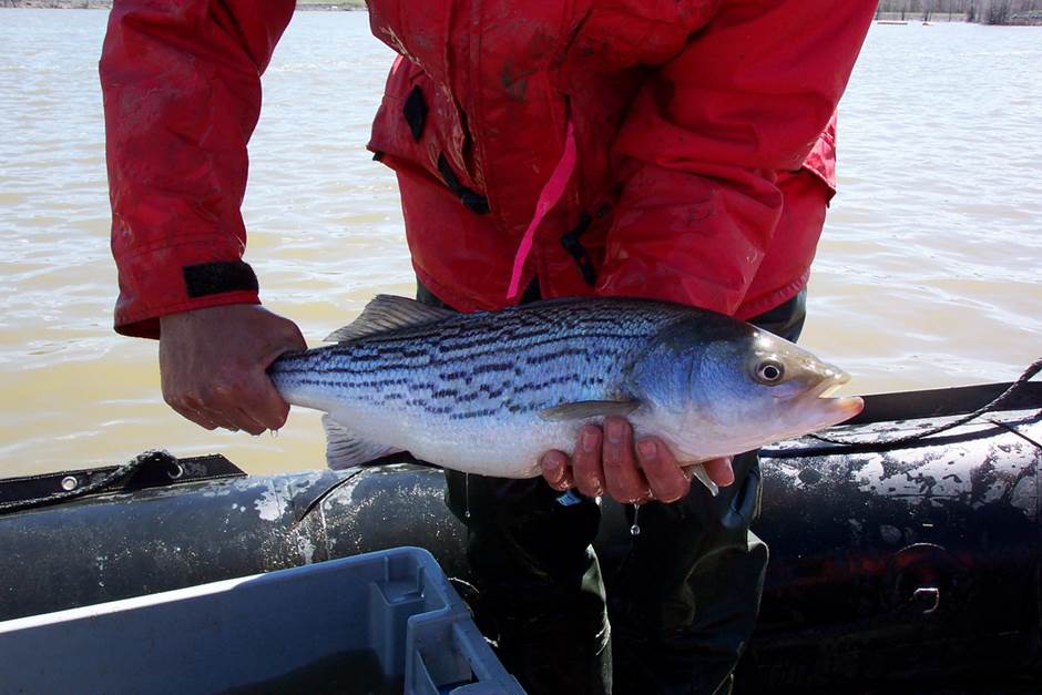 Les bars rayés observés en grand nombre des deux côtés du fleuve