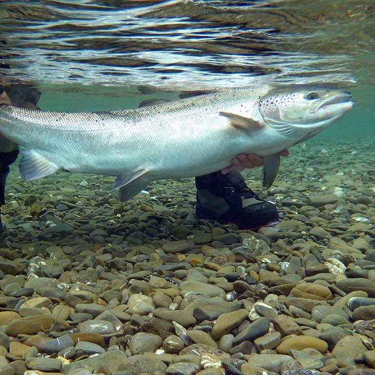 Des partenaires dans l’accès des rivières à saumon du Nord du Québec