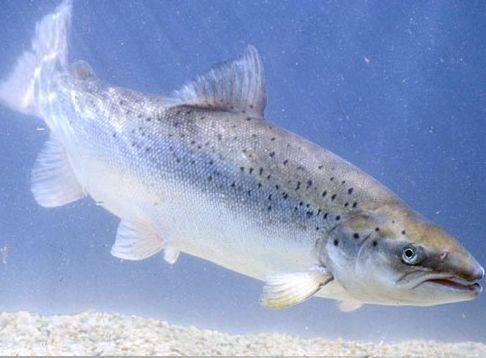 Lancement de la pêche à la ouananiche sur le lac Saint-Jean