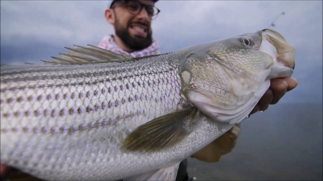 La pêche au bar rayé n’est toujours pas permise au Saguenay