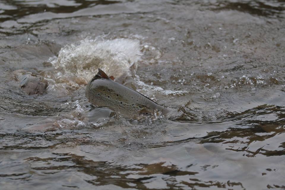 La ZEC Saumon Rimouski appelle au respect du saumon atlantique 