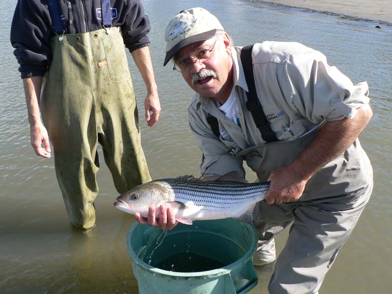 Il est encore possible de pêcher le bar rayé au Québec