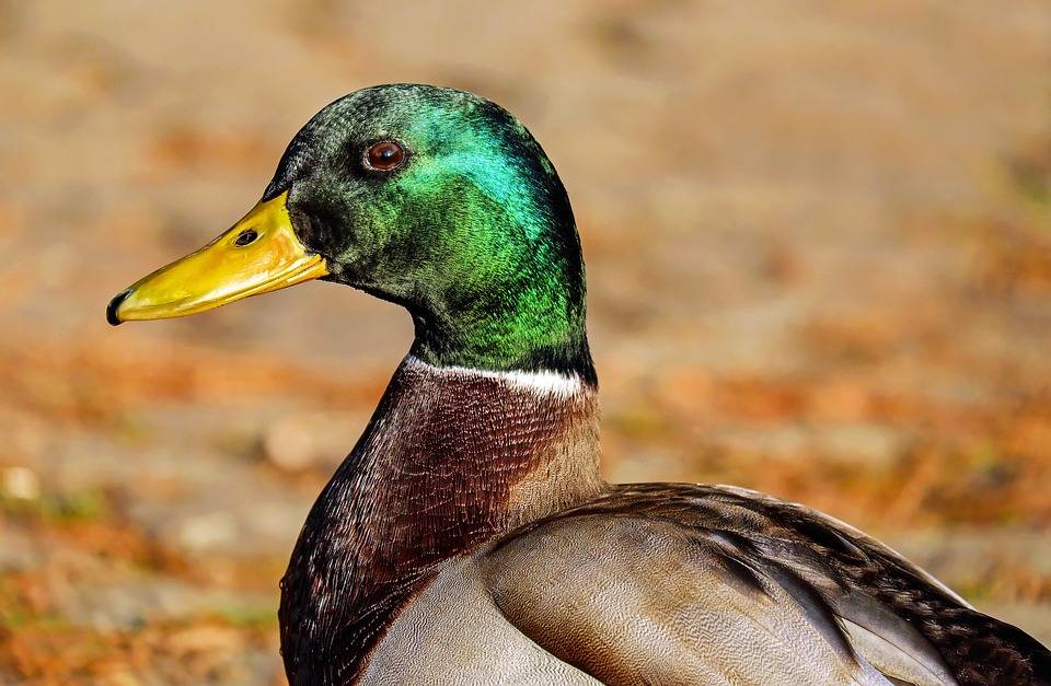 Un Rappel Des Règles Pour La Chasse Aux Oiseaux Migrateurs