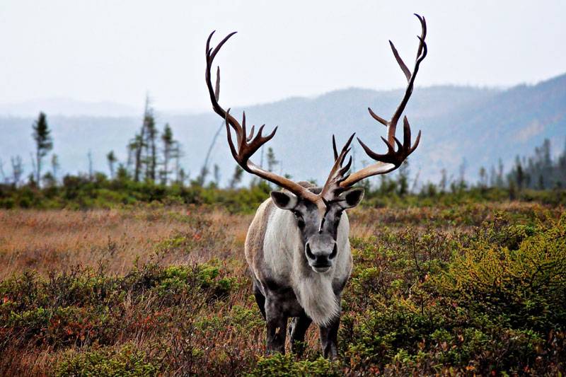 le-d-clin-du-caribou-bor-al-se-poursuit-au-pays-rendez-vous-nature