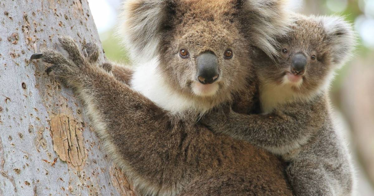 Des Canadiens vont  la rescousse des animaux en  Australie 