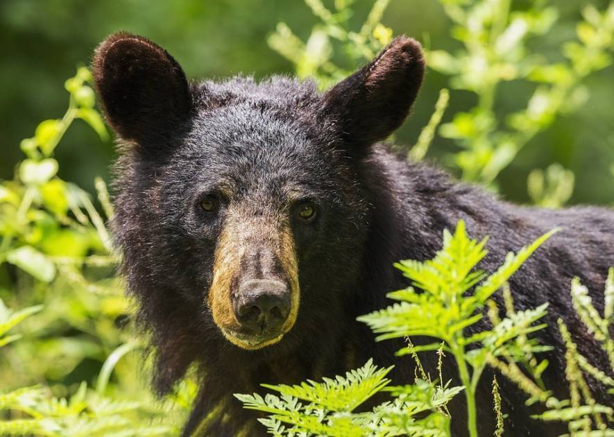 une-tude-sur-les-populations-d-ours-noirs-se-poursuit-dans-quatre