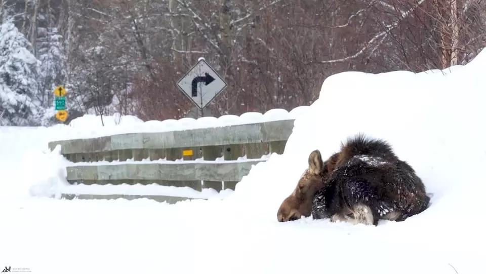 Attention aux cerfs et orignaux qui se baladent dans les sentiers