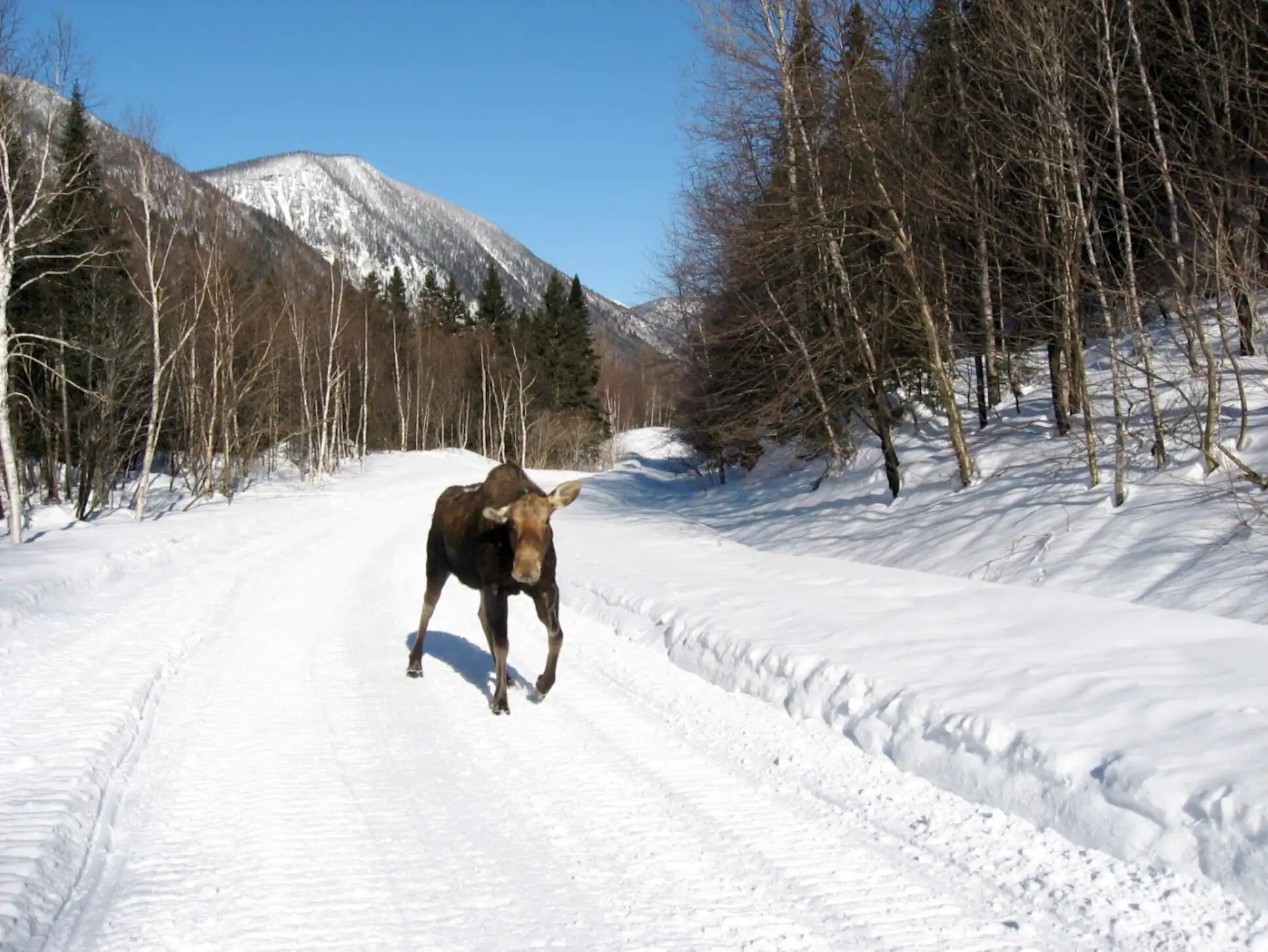 L'importance de respecter le milieu forestier et la faune