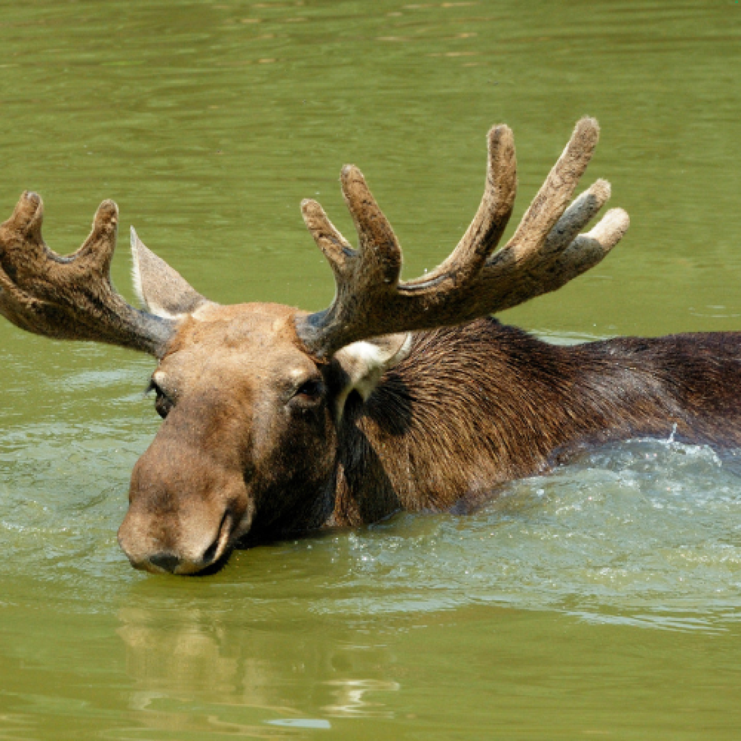 Les statistiques de la saison de chasse 2023 sont connues