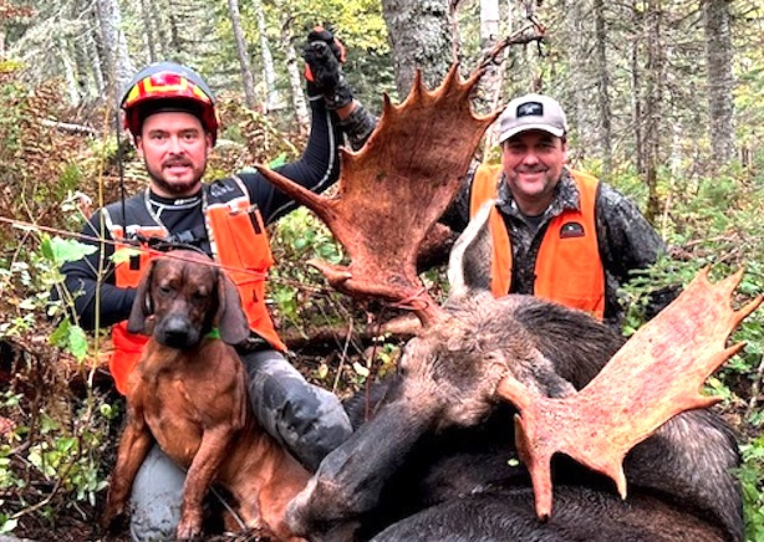 Conducteurs de chiens armés dès le 3 octobre