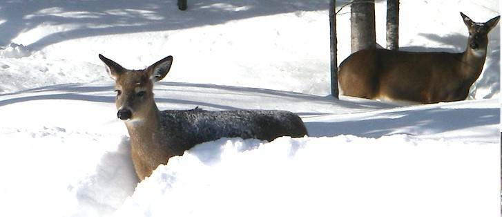 Les Cerfs Du Ravage Du Lac Biencourt Traversent Un Hiver Sans Probleme Rendez Vous Nature